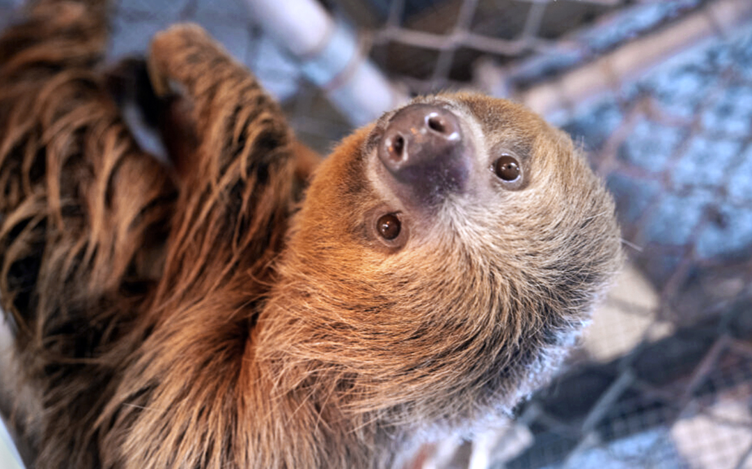 A sloth in an enclosure at Central Florida Zoo.